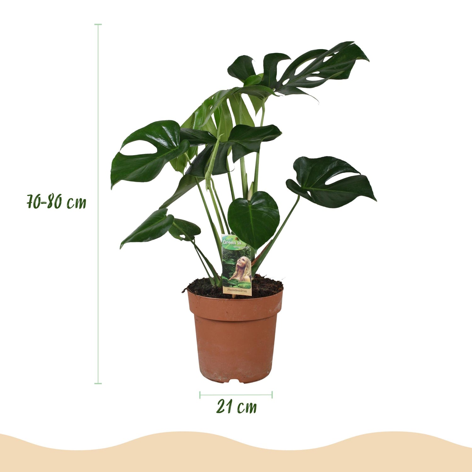 Monstera Deliciosa - 1 Pflanze - mit Potter Weiß oder Grau - Topf 21cm - Höhe 70-80cm