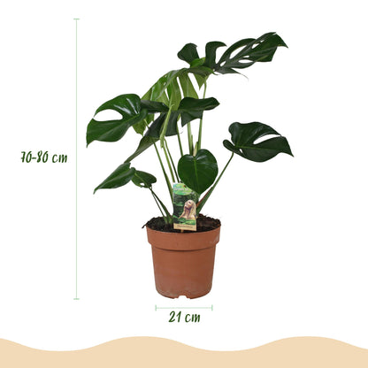 Monstera Deliciosa - 1 Pflanze - mit Potter Weiß oder Grau - Topf 21cm - Höhe 70-80cm