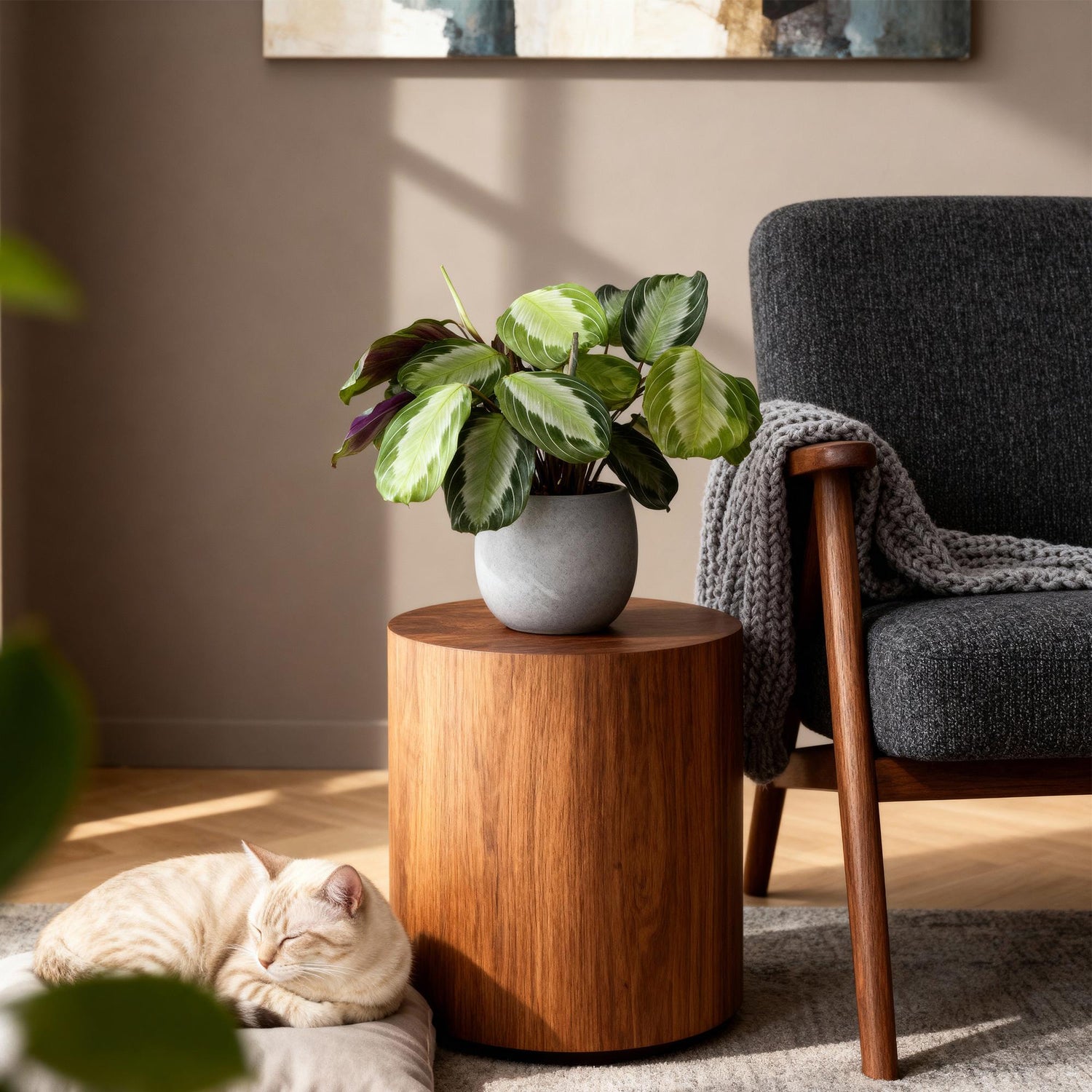 Maranta Fascinator Silverband - Gebetspflanze - 1 Pflanze - Topf 12cm - Höhe 25cm