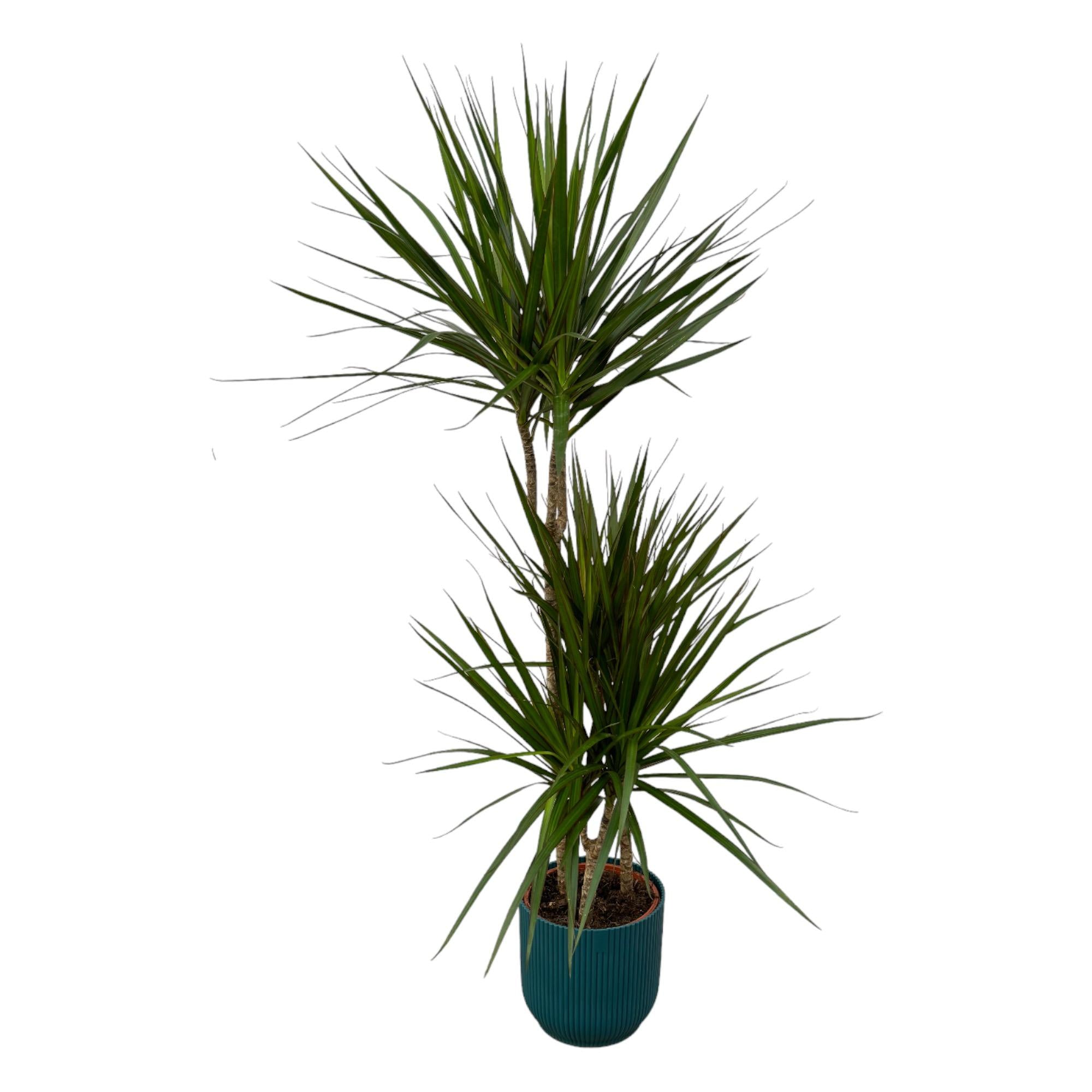 Dracaena Marginata kaufen – Drachenbaum mit Topf oder Korb