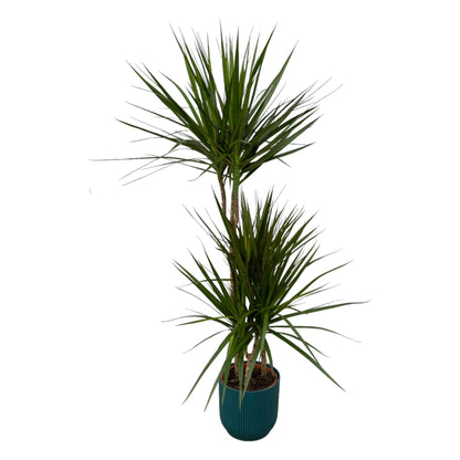 Dracaena Marginata kaufen – Drachenbaum mit Topf oder Korb