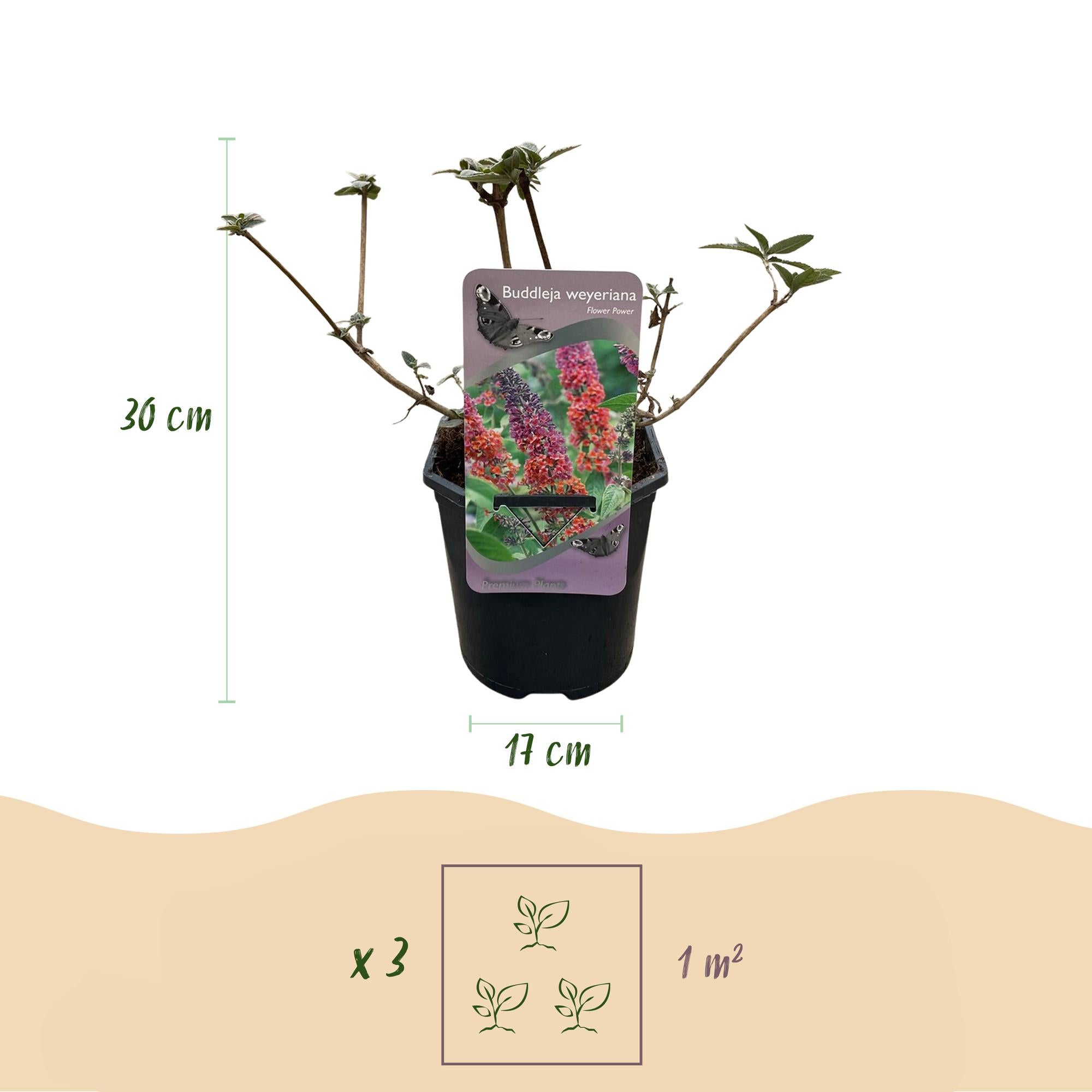 Schmetterlingsstrauch - Buddleja davidii Flower Power - Blüte Orange Lila - 1 Pflanze - Laubabwerfend - Schmetterling anziehend - Topf 17cm Höhe 30cm
