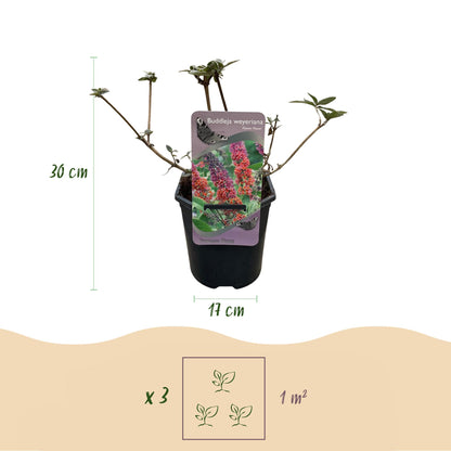 Schmetterlingsstrauch - Buddleja davidii Flower Power - Blüte Orange Lila - 1 Pflanze - Laubabwerfend - Schmetterling anziehend - Topf 17cm Höhe 30cm