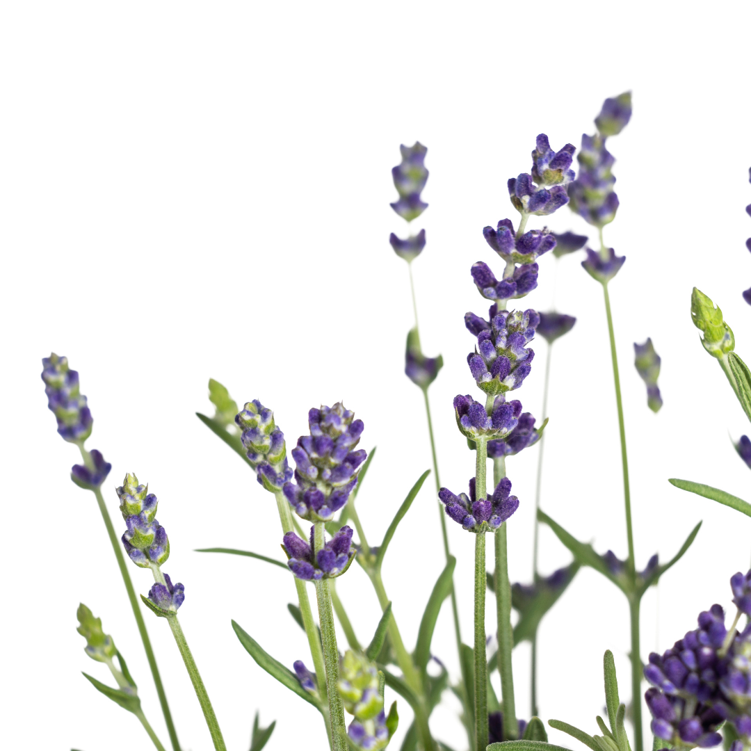 Lavandula angustifolia (8er-Set) – Echter Lavendel Ø19 cm | Duft &amp; Bienenliebe