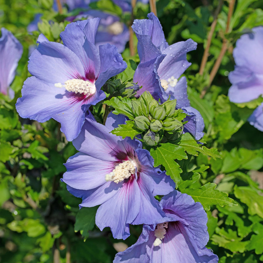 Hibiscus syriacus Oiseau Blue - Blüte Blau - 1 Pflanze - Laubabwerfend - Wenig Pflege - Topf 17cm Höhe 45cm