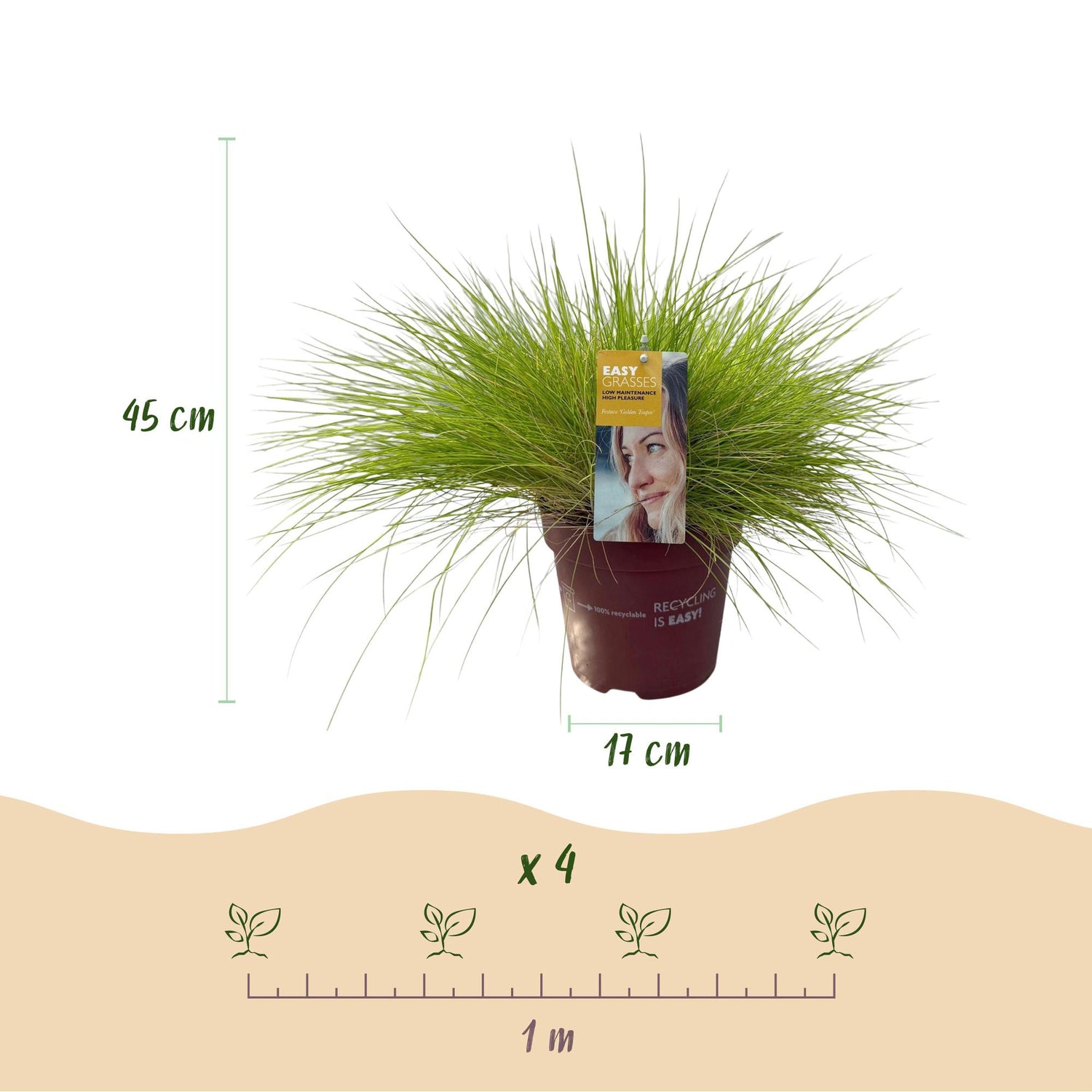 Ziergräser - Festuca glauca Golden Toupee - Gelb - 4 Pflanzen - Immergrün - Wenig Pflege - Topf 17cm Höhe 50cm