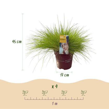 Ziergräser - Festuca glauca Golden Toupee - Gelb - 4 Pflanzen - Immergrün - Wenig Pflege - Topf 17cm Höhe 50cm