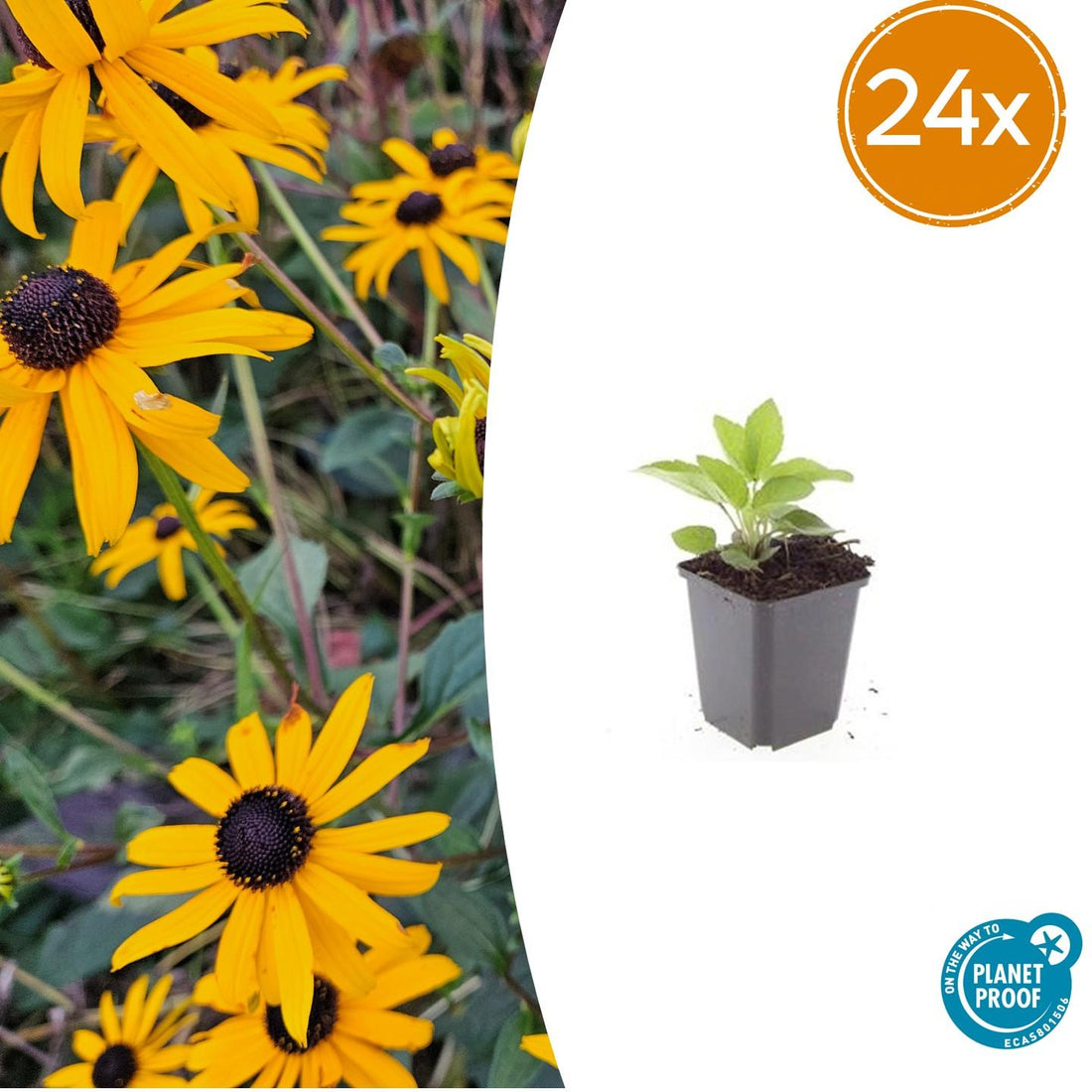 Rudbeckia fulgida ‘Goldsturm’ – 24 Pflanzen Ø 9 cm ↕ 10–25 cm – Winterharte Sonnenhut-Staude für sonnige Beete
