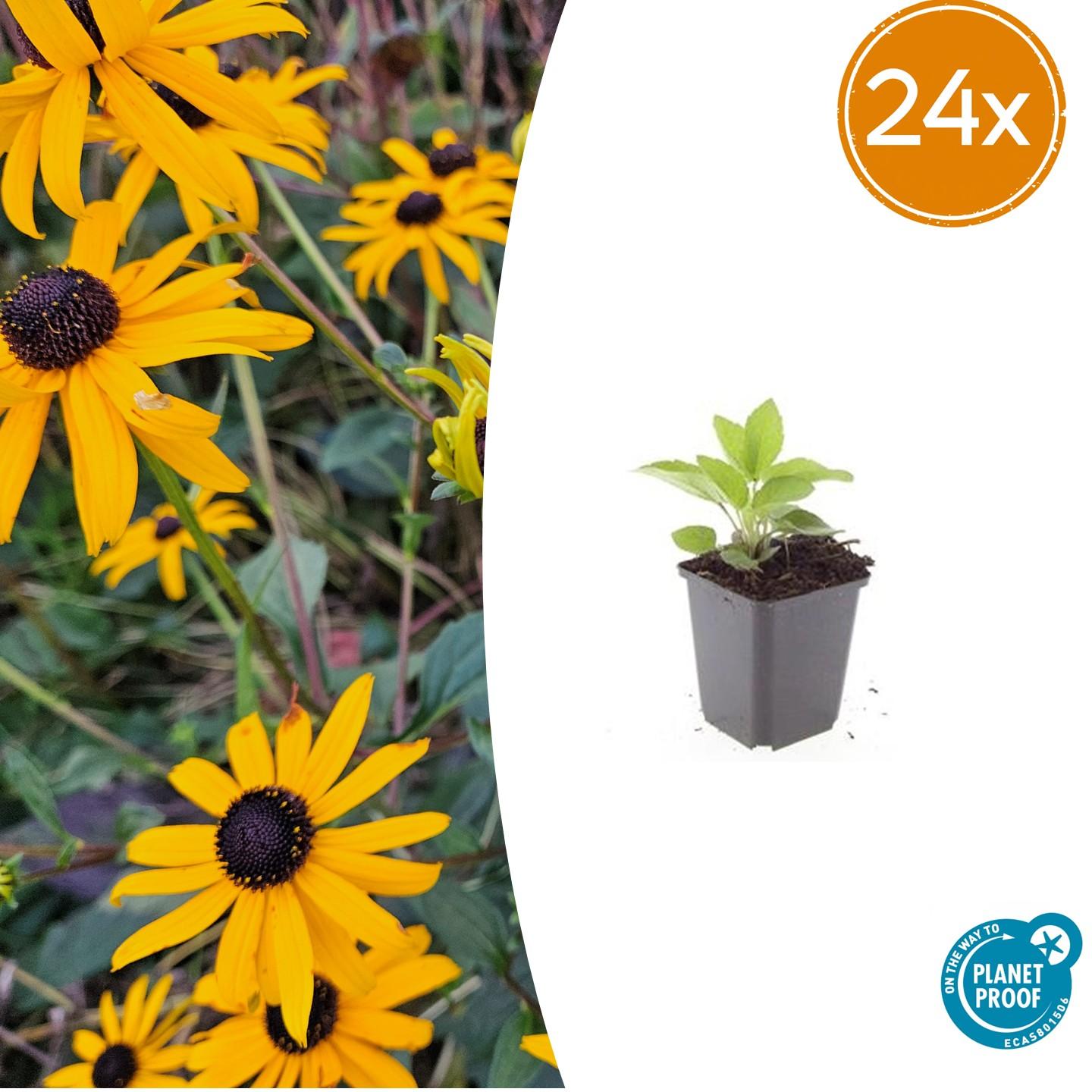 Rudbeckia fulgida ‘Goldsturm’ – 24 Pflanzen Ø 9 cm ↕ 10–25 cm – Winterharte Sonnenhut-Staude für sonnige Beete