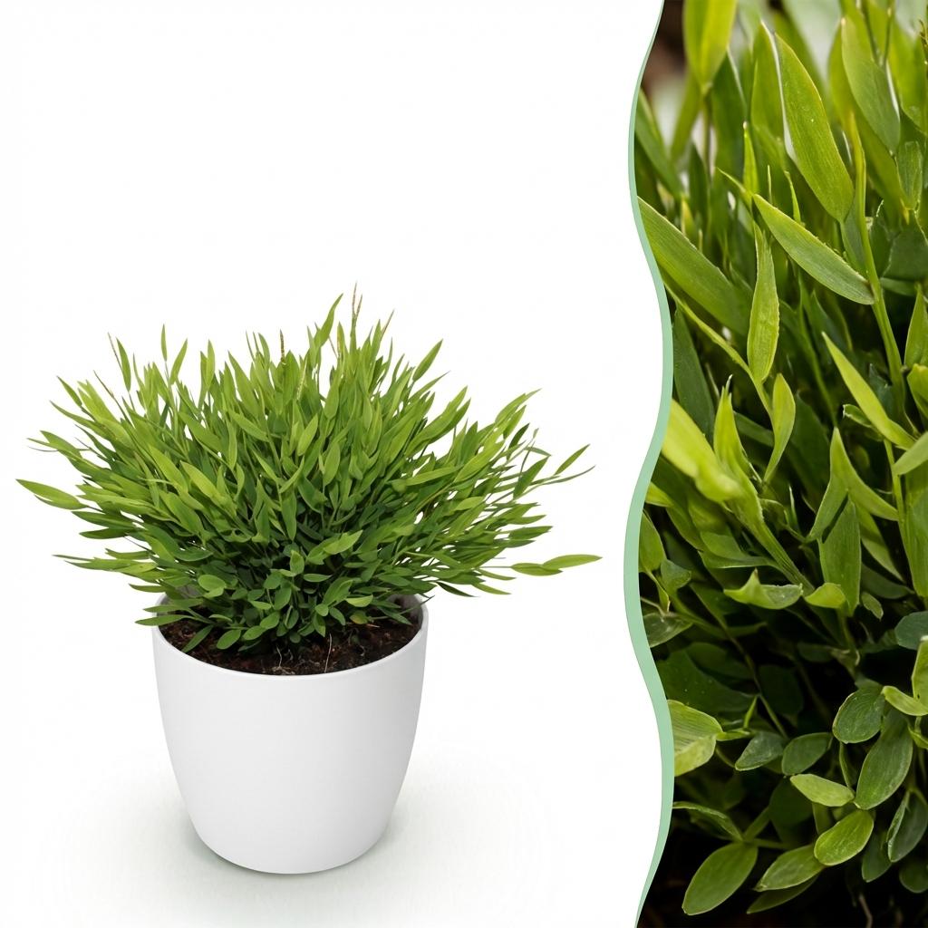 Bamusa Pogonatherum Monica - Bambusgras - Haustierfreundliche Pflanze  - 1 Pflanze - mit Topf Potter Weiß, Anthrazit oder im Korb - Topf 12cm - Höhe 20cm