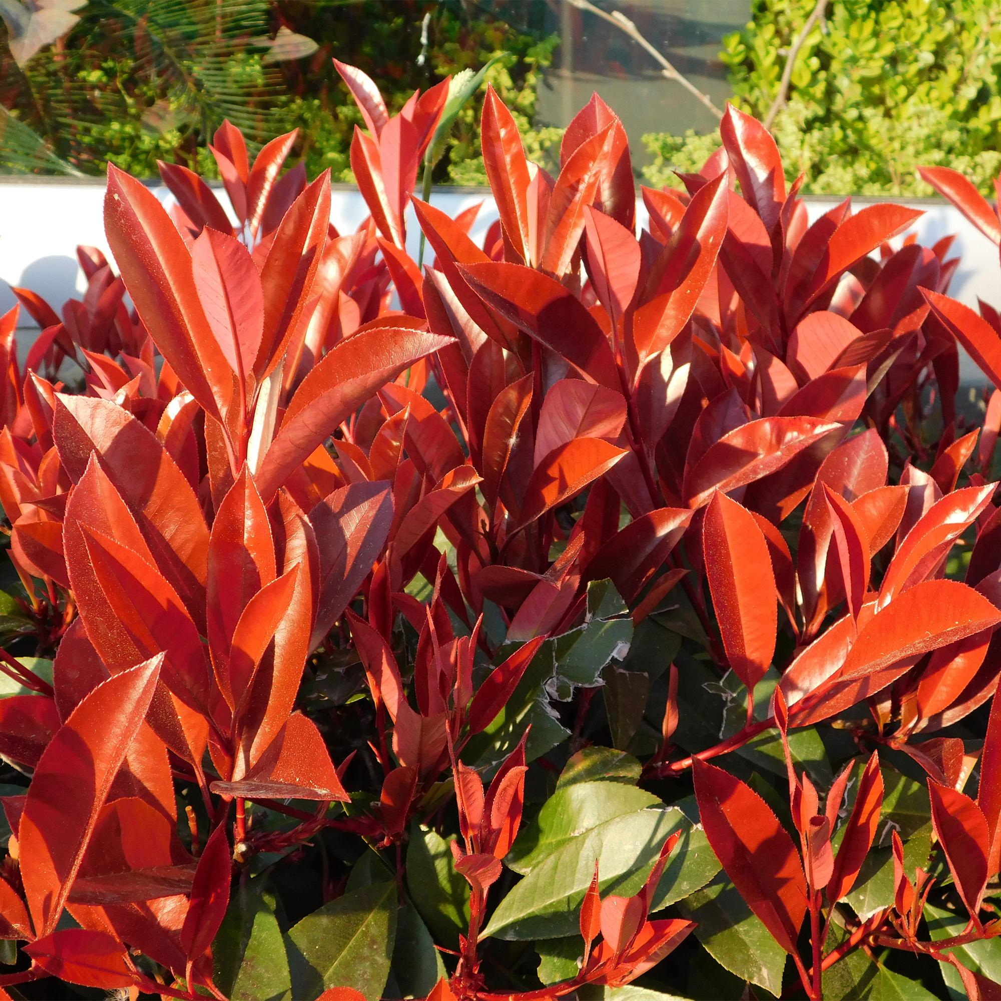Heckenpflanzen - Photnia fraseri Red Robin - Blatt rot grün - 8 Pflanzen / 1 laufender Meter - immergrün - Topf 9cm Höhe 30-35cm