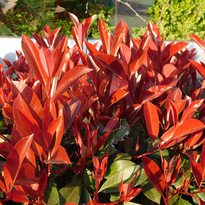 Heckenpflanzen - Photnia fraseri Red Robin - Blatt rot grün - 8 Pflanzen / 1 laufender Meter - immergrün - Topf 9cm Höhe 30-35cm