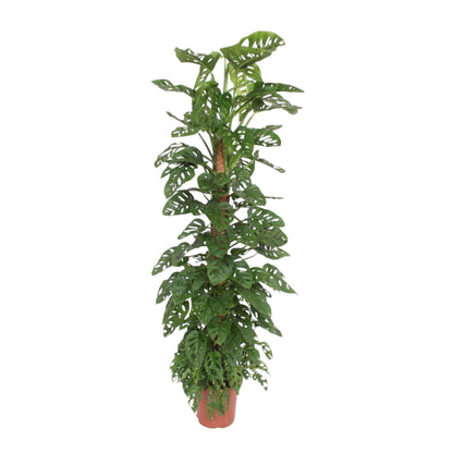 Monstera obliqua ‘Monkey Leaf’ – Exotische Zimmerpflanze