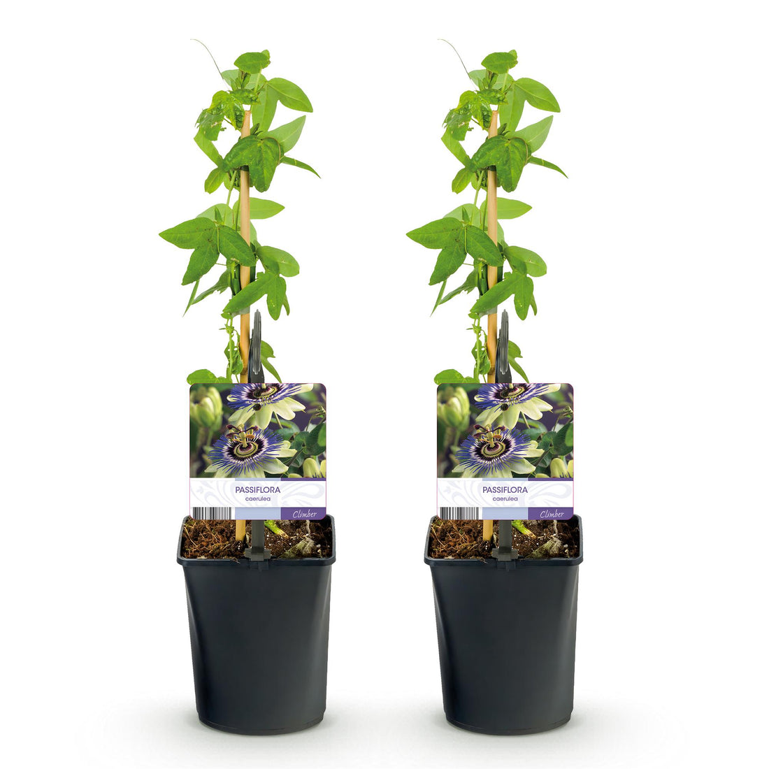 Passionsblume Passiflora caerulea | Blaue Blüten – 2 Pflanzen 40 cm Ø11 cm Topf