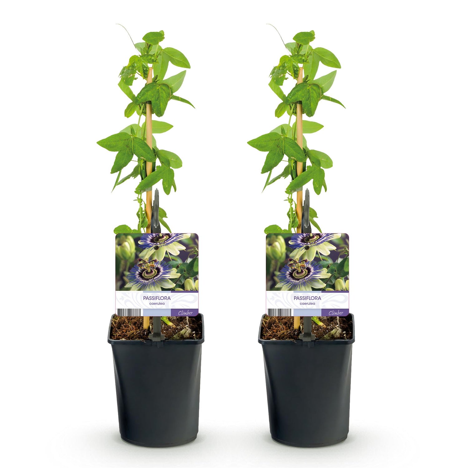 Passionsblume Passiflora caerulea | Blaue Blüten – 2 Pflanzen 40 cm Ø11 cm Topf