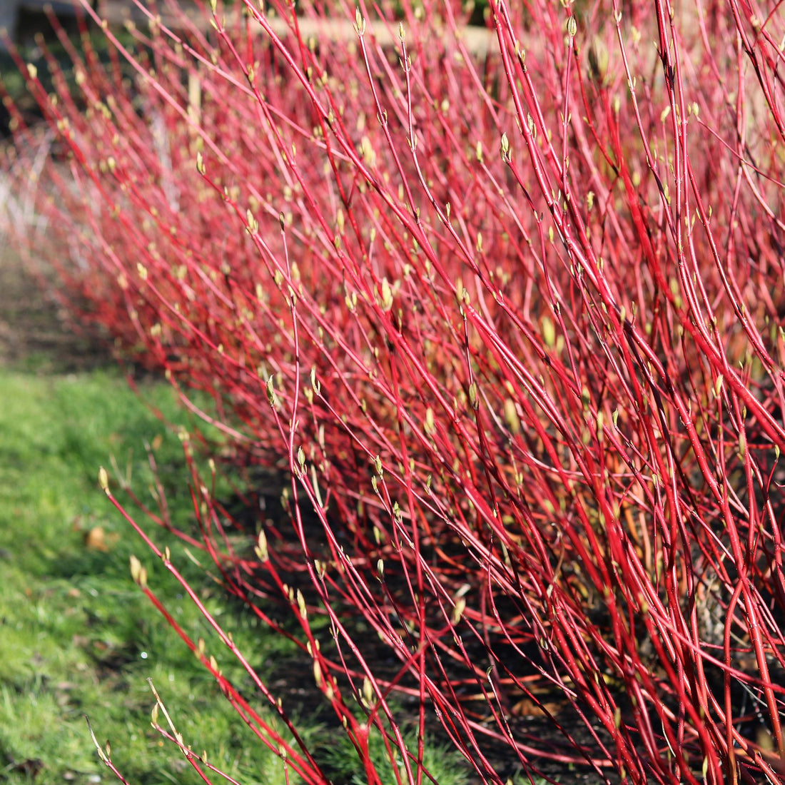 Cornus sibirica - Rote Zweige - 1 Pflanze - Laubabwerfend - Wenig Pflege - Topf 17cm Höhe 45cm
