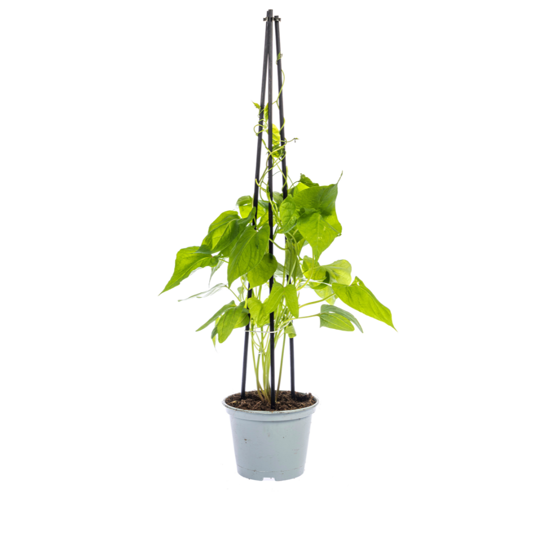4x Ipomoea tricolor Heavenly Blue Ø13 cm - ↕60 cm