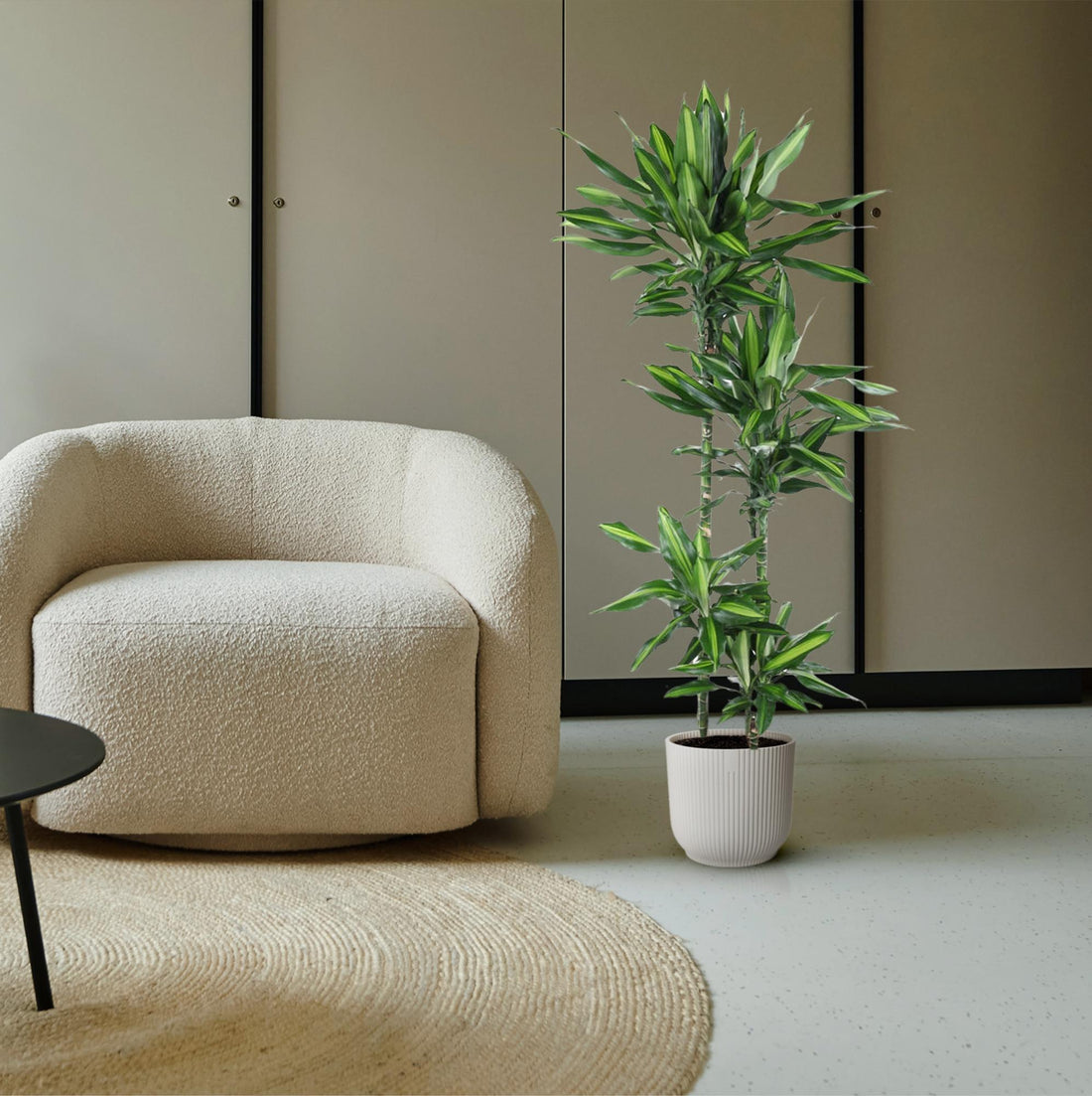 Dracaena Cintho – Pflegeleichte Zimmerpflanze mit exotischem Flair