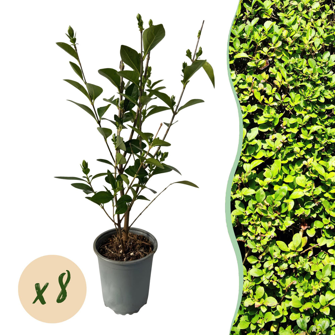 Ligustrum ovalifolium – 8 Pflanzen für 1 m Hecke | Immergrün &amp; schnittfest