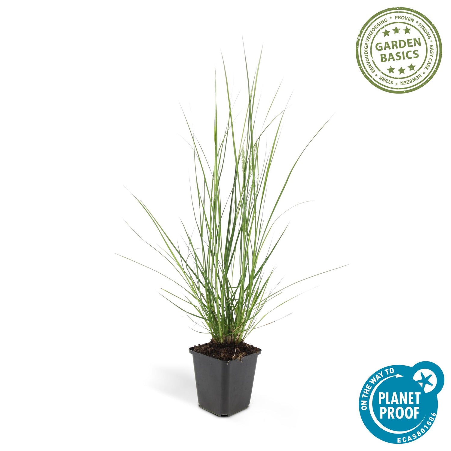 24x Pennisetum alopecuroides ‘Hameln’ – Lampenputzergras für Beete &amp; Kübel – Höhe 10–25 cm – Ø 9 cm