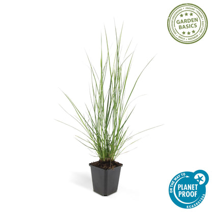 24x Pennisetum alopecuroides ‘Hameln’ – Lampenputzergras für Beete &amp; Kübel – Höhe 10–25 cm – Ø 9 cm