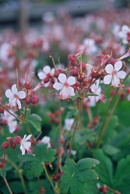 24x Geranium macr. &