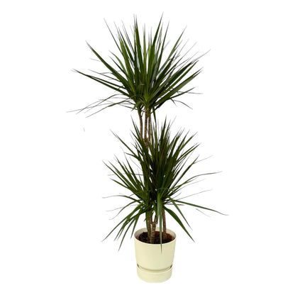 Dracaena Marginata kaufen – Drachenbaum mit Topf oder Korb