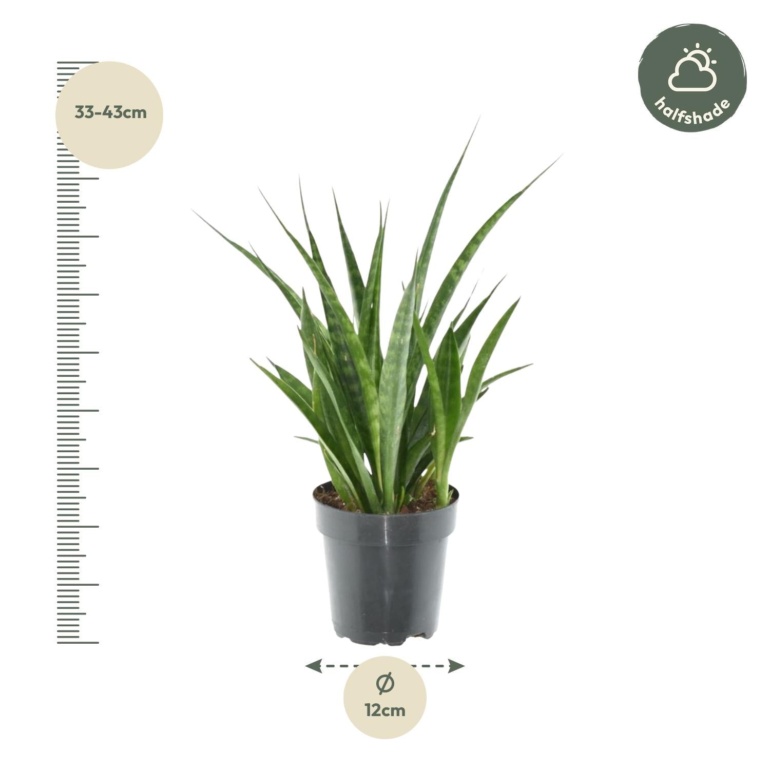 Sansevieria kirkii ‘Friends’ – 38 cm kompakte Bogenhanf‑Art