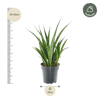 Sansevieria kirkii ‘Friends’ – 38 cm kompakte Bogenhanf‑Art