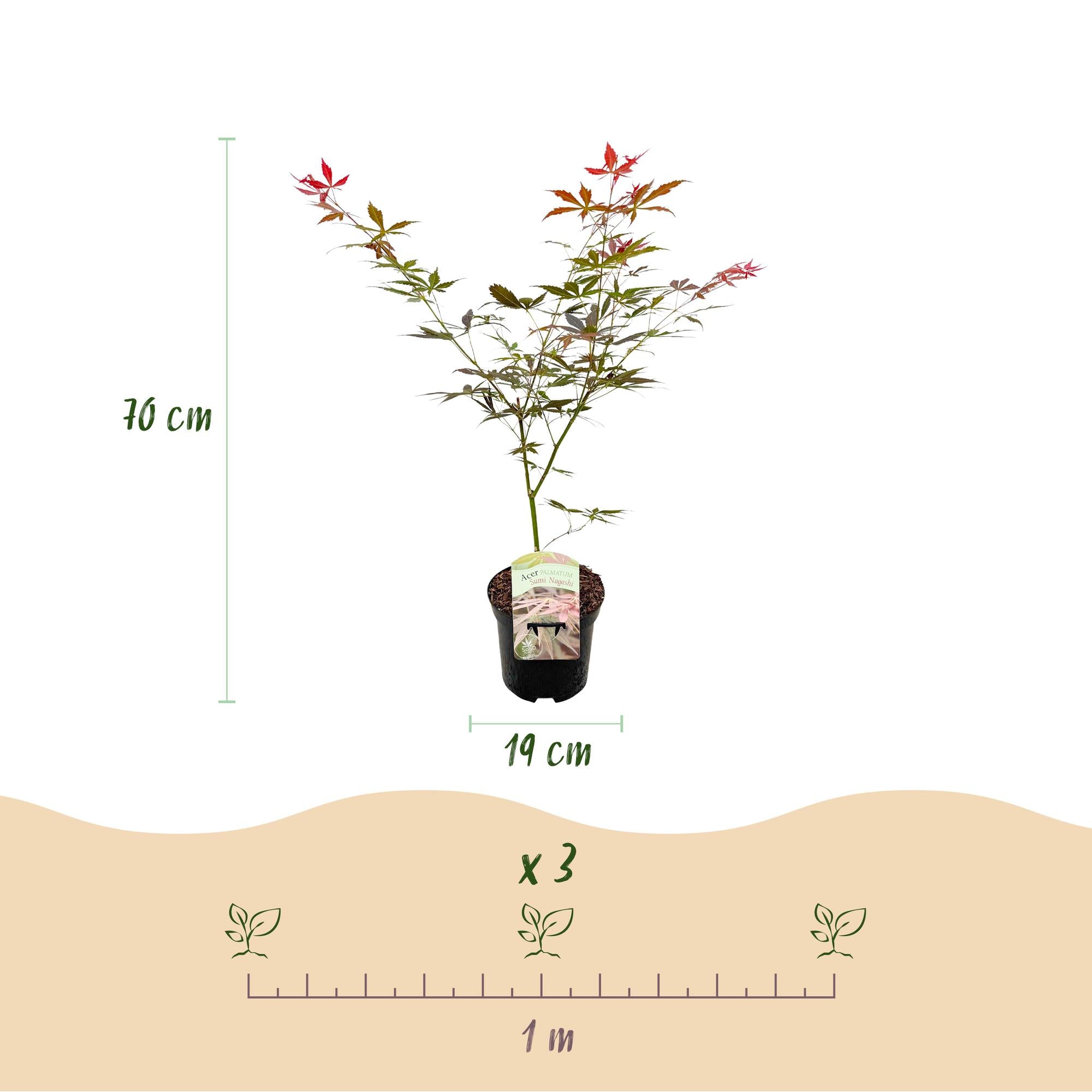 Japanischer Ahorn - Acer palmatum Sumi-nagashi - Rot - 2 Pflanzen - Laubabwerfend - Topf 19cm Höhe 70cm