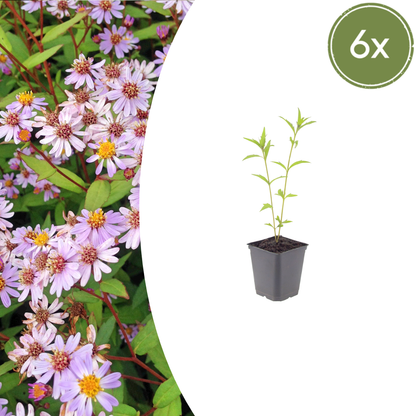 6x Kalimeris incisa &