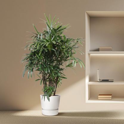 Rhapis excelsa Damenpalme 190 cm | Exklusive Premium-Palme im Ø40 cm Topf – Robust &amp; Luftreinigend