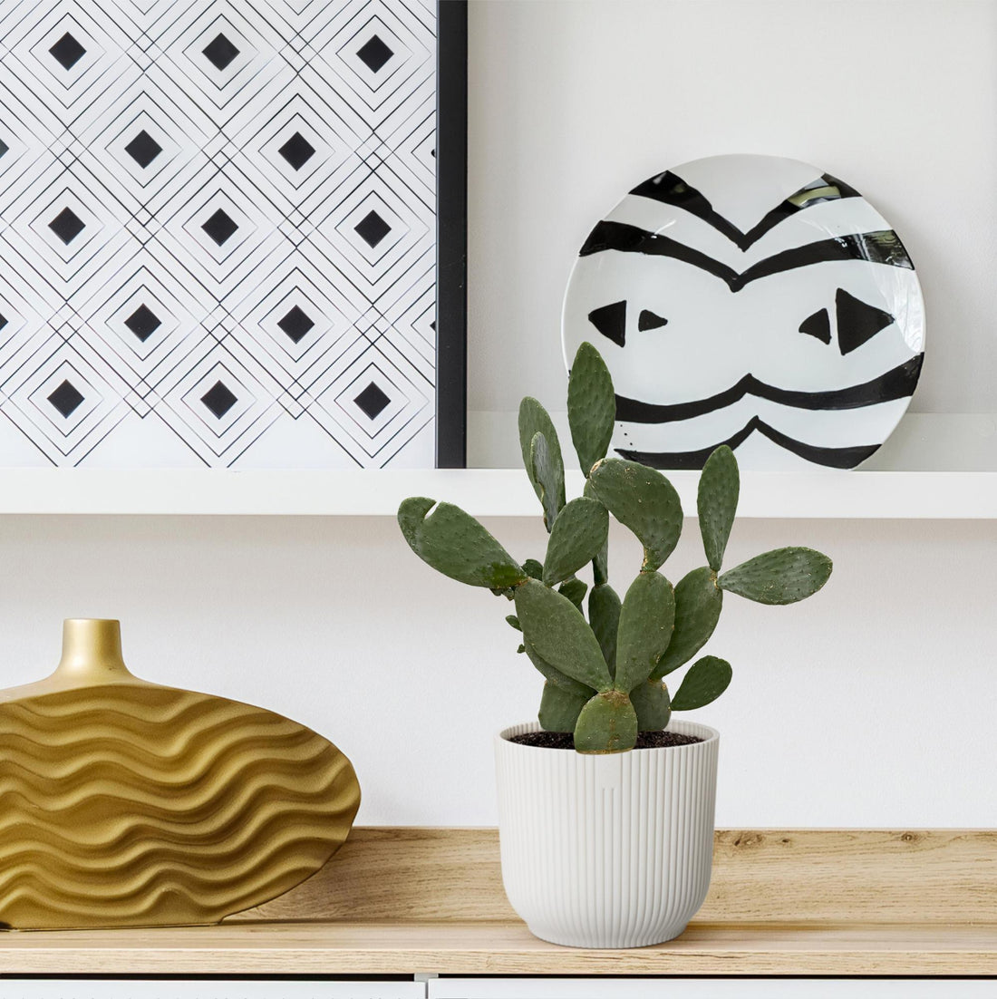 Opuntia Ficus Indica – Robuster Feigenkaktus für Sonne &amp; Garten