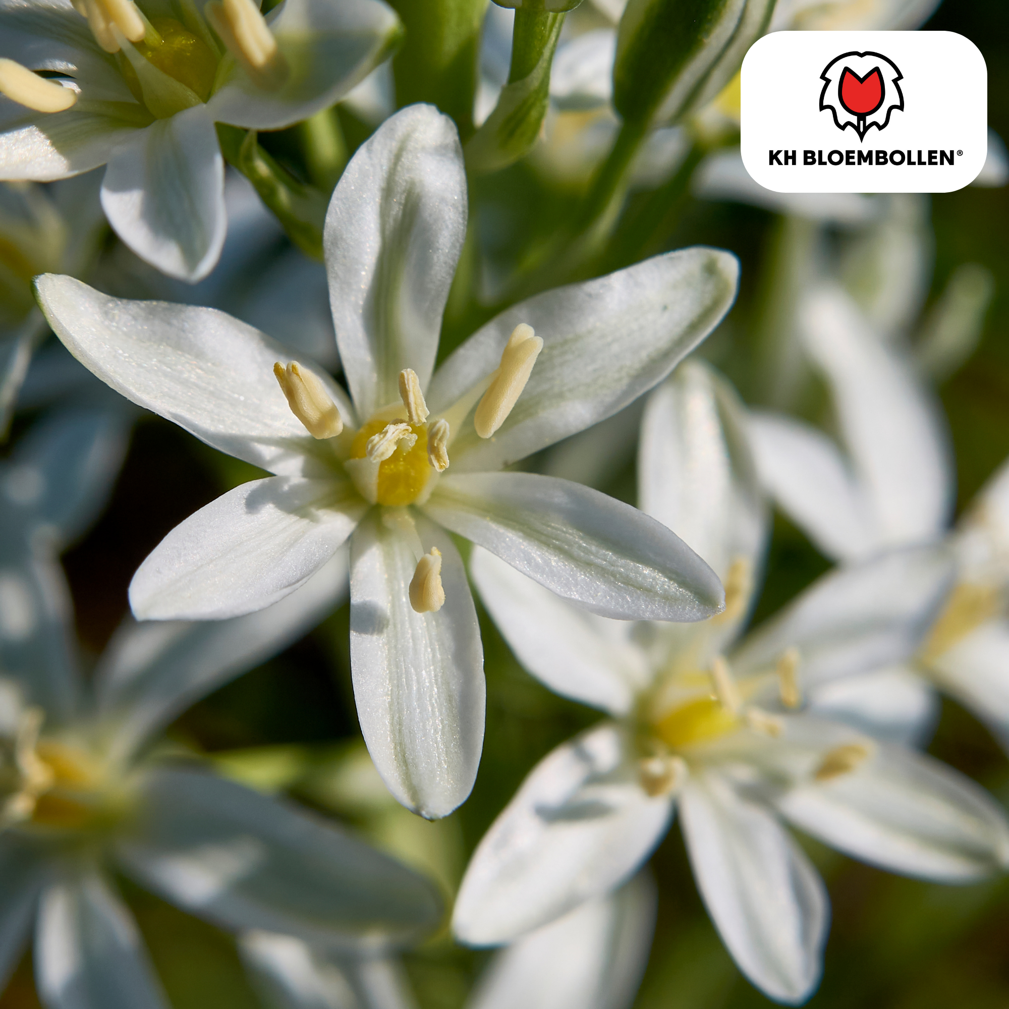 Vogelmilch (Ornithogalum) – 30 Stück | Sternenweiße Frühblüher