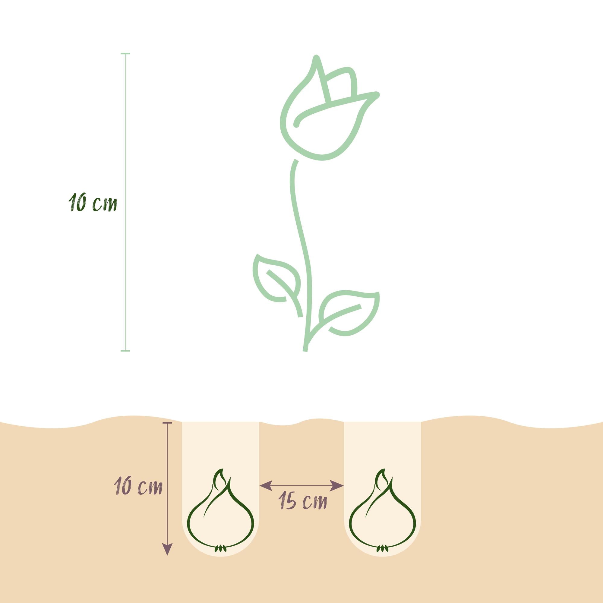 Blumenzwiebeln Tulpe Little Beauty | 25 Stück Dunkelrosa – Zwiebelgröße 6/7 – XXL Pack