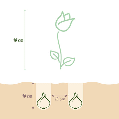 Blumenzwiebeln Tulpe Little Beauty | 25 Stück Dunkelrosa – Zwiebelgröße 6/7 – XXL Pack