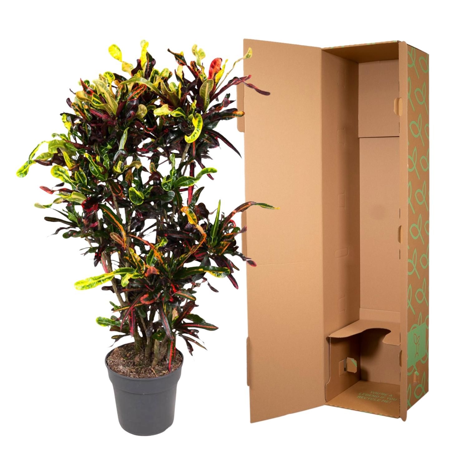 &quot;Wunderstrauch&quot; Codiaeum