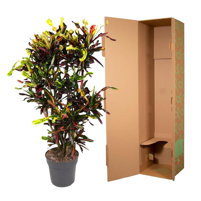 &quot;Wunderstrauch&quot; Codiaeum
