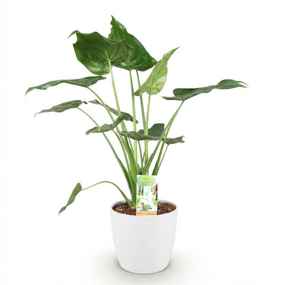 Alocasia Cucullata - Buddha-Hand - 1 Pflanze mit Topf Potter Weiß, Grau Höhe 65-70cm