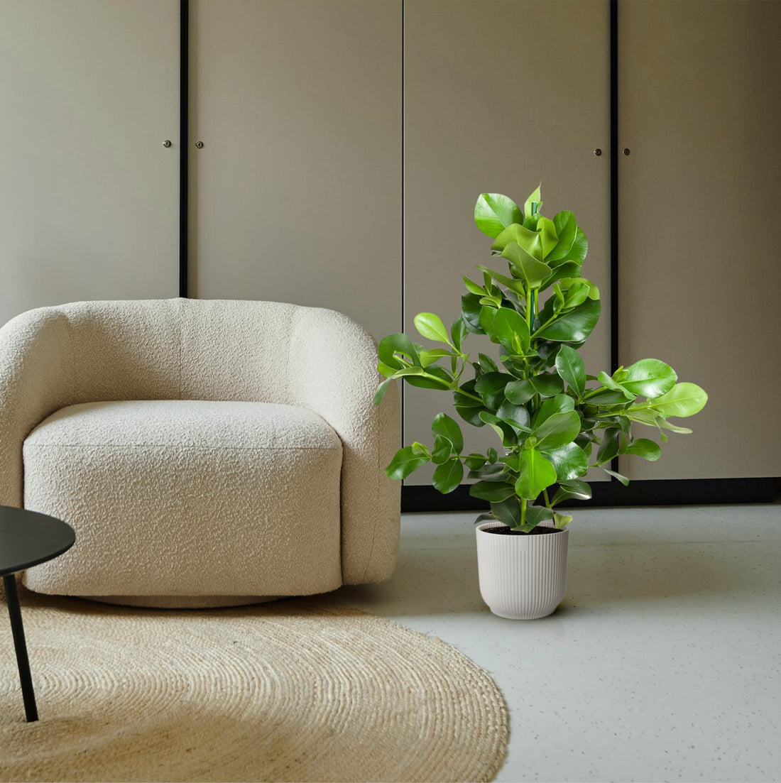 Clusia rosea 110 cm | Balsamapfel im Ø24 cm Topf – Moderne &amp; Pflegeleichte Zimmerpflanze
