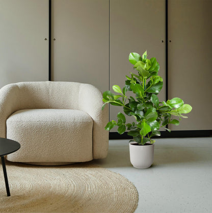 Clusia rosea 110 cm | Balsamapfel im Ø24 cm Topf – Moderne &amp; Pflegeleichte Zimmerpflanze