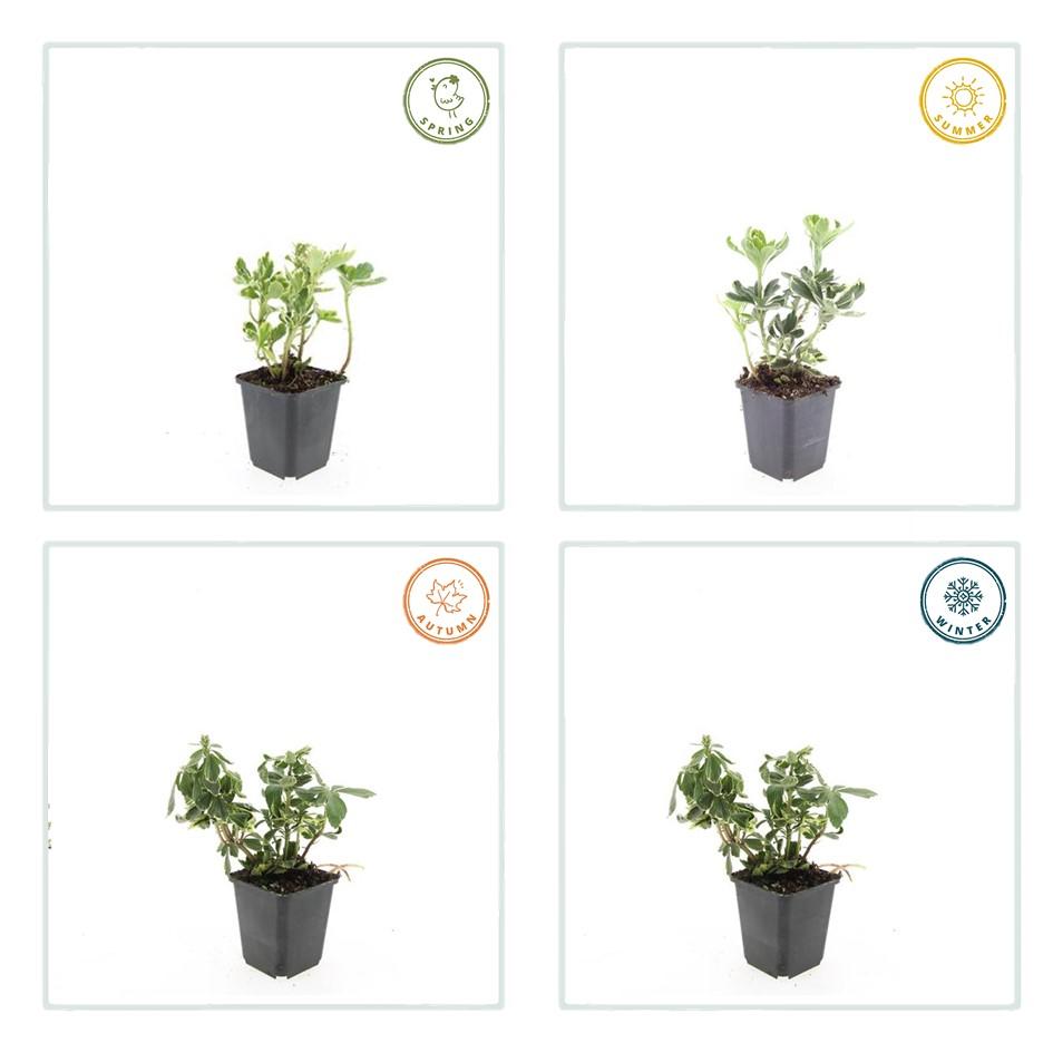 Pachysandra terminalis &