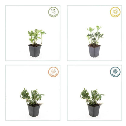 Pachysandra terminalis &