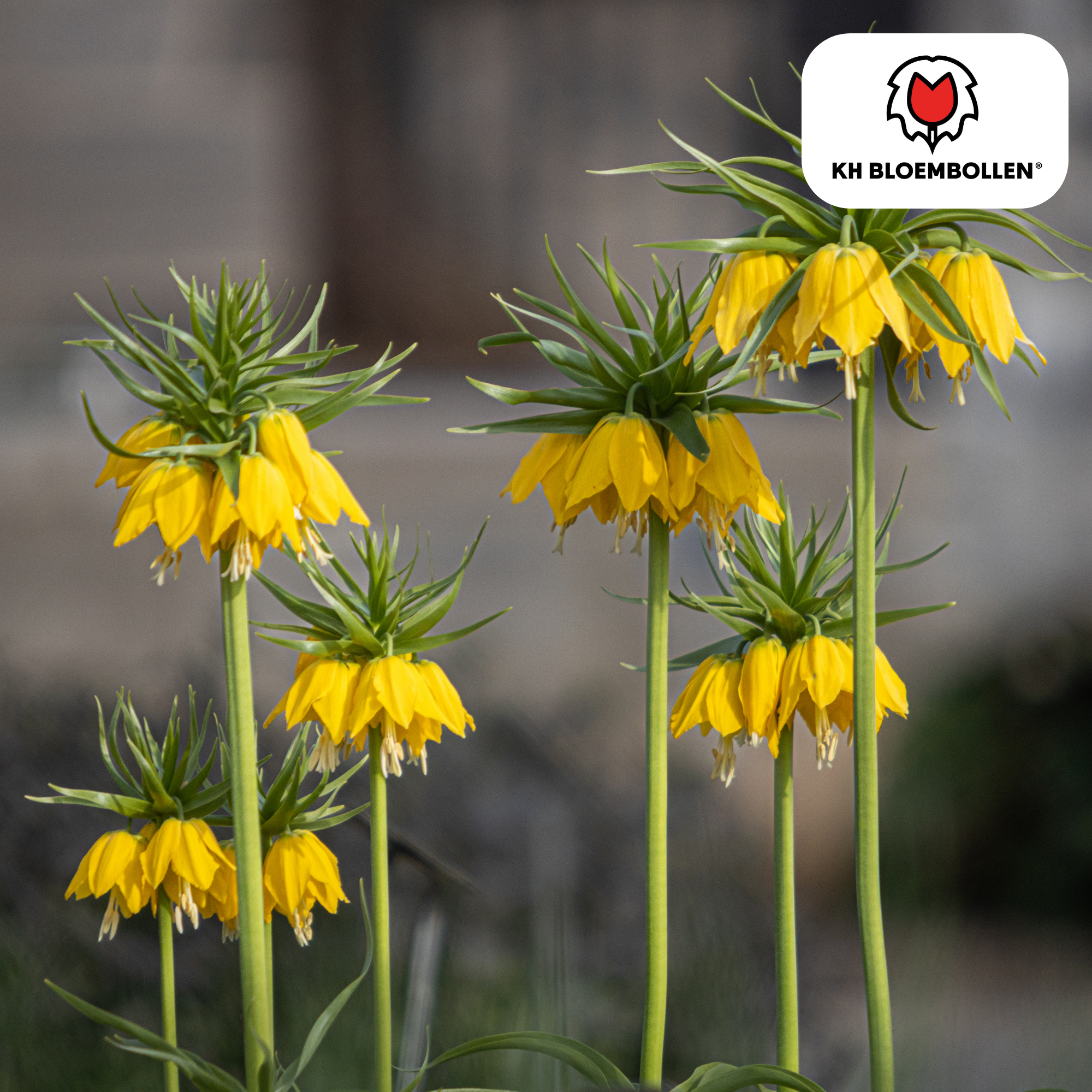 Fritillaria Lutea – 5 Stück | Gelbe Kaiserkrone für deinen Garten
