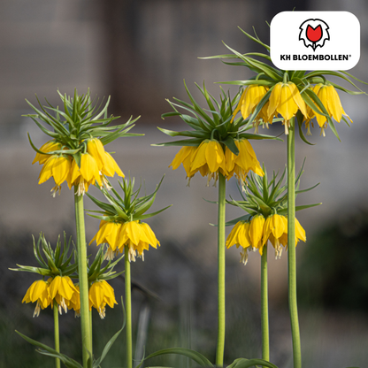 Fritillaria Lutea – 5 Stück | Gelbe Kaiserkrone für deinen Garten
