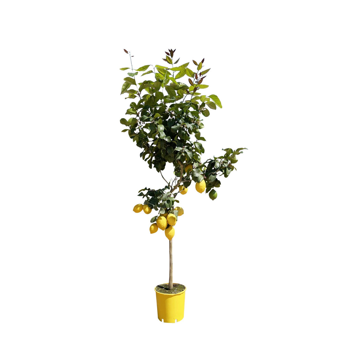Zitronenbaum - 150 cm - ø24