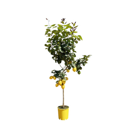 Zitronenbaum - 150 cm - ø24