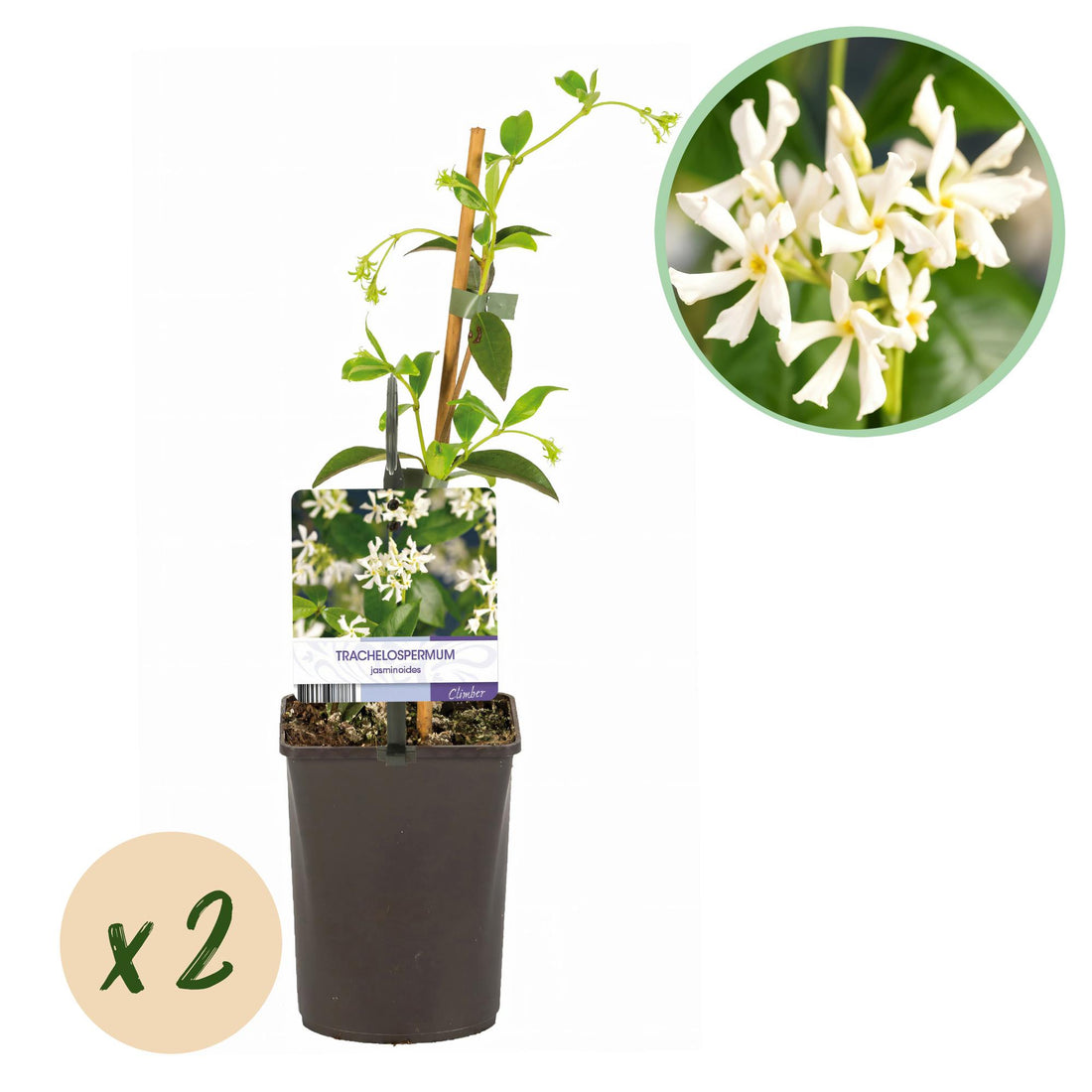 Toskanischer Jasmin - Trachelospermum jasminoides - Blüte Weiß - Immergrün - 2 Pflanzen - Topf 11cm Höhe 40cm