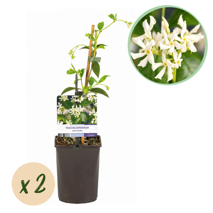 Toskanischer Jasmin - Trachelospermum jasminoides - Blüte Weiß - Immergrün - 2 Pflanzen - Topf 11cm Höhe 40cm