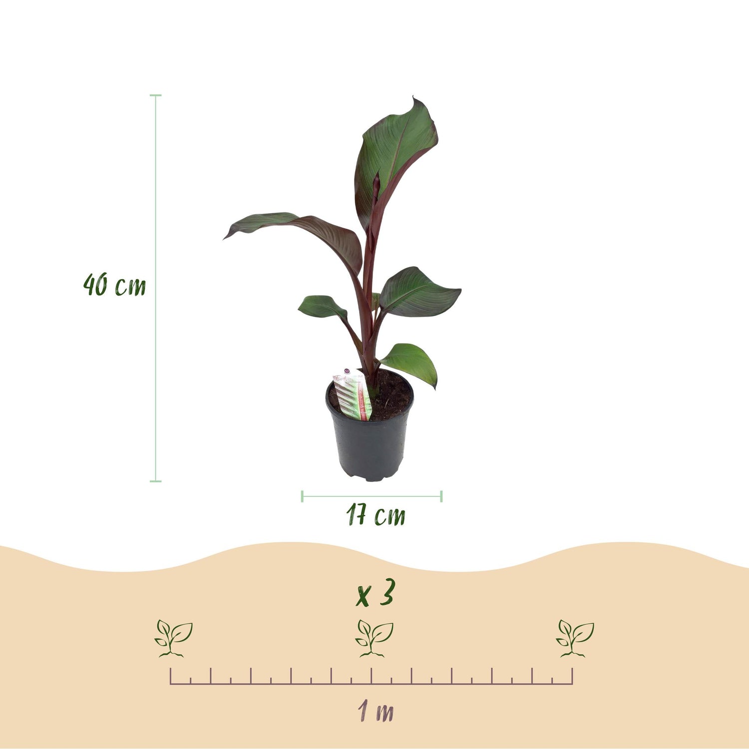 Obstpflanze - Bananenpflanze - Ensete ventricosum Maurelli - Winterhart - 4 Pflanzen - Topf 17cm Höhe 40cm